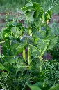 Gratium-1.webp