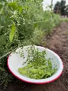 Parsley-Snow-1.webp