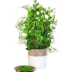 Speciality Pea | ASPS.0037