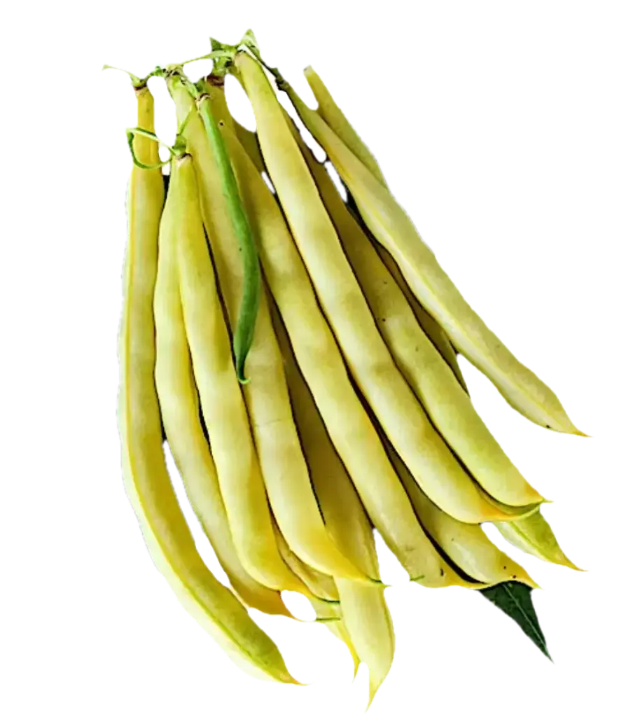 Dwarf bean (wax) | Sonesta