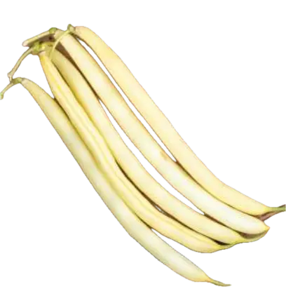 Dwarf bean | ASPV.0004