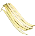 Dwarf bean | ASPV.0004