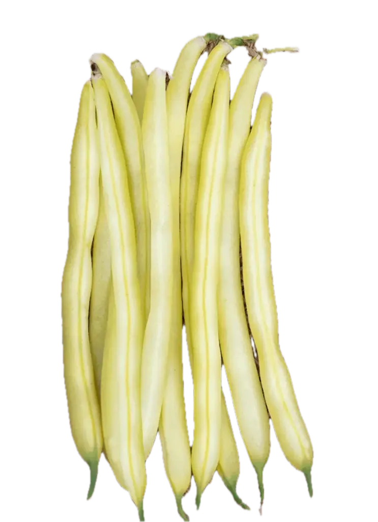 Dwarf bean | ASPV.0005