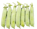 English Pea | Bolero