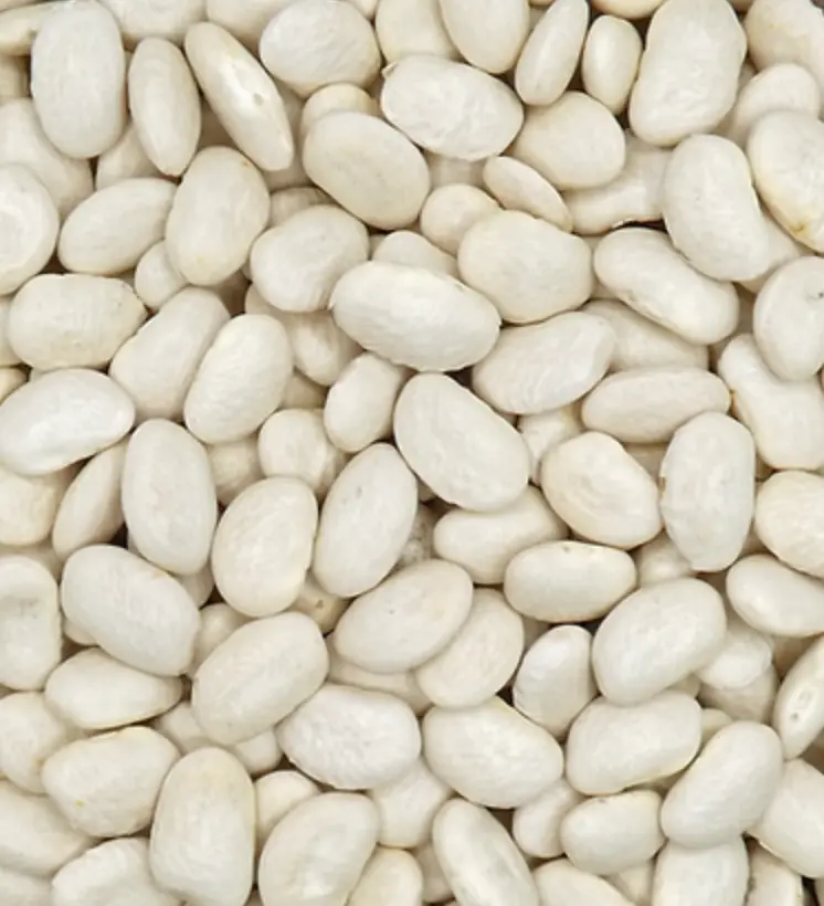 Dry Bean | Marquis - GREAT NORTHERN