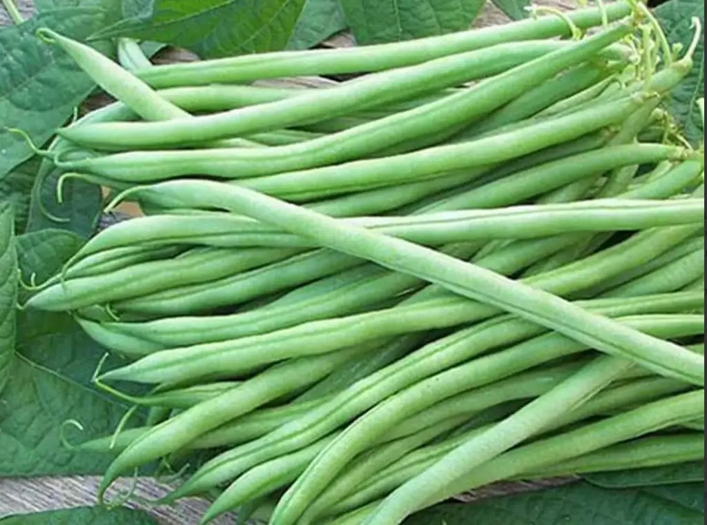 Dwarf Bean | SUNRAY
