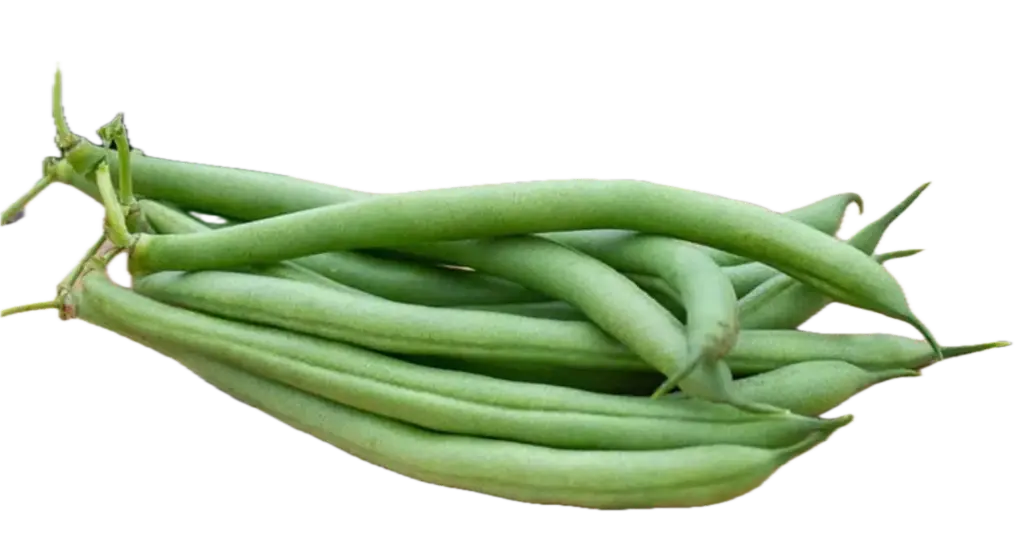 Dwarf bean DOMINATOR