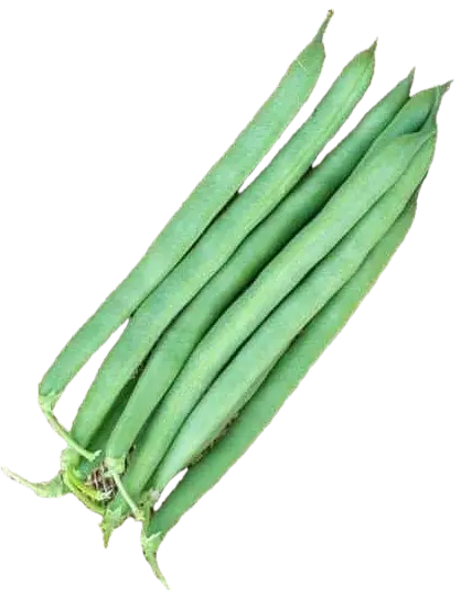 Dwarf bean ASPV.0008