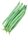 Dwarf bean ASPV.0008