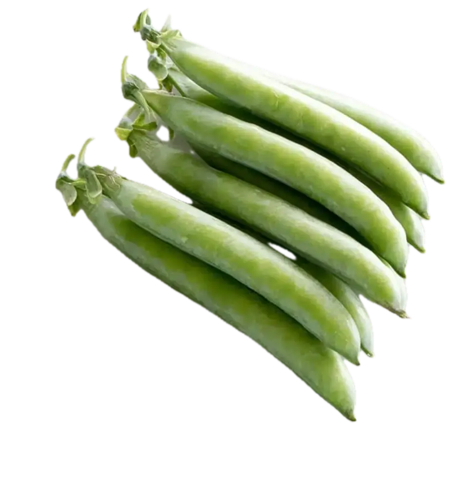English pea | ASPS.0040