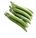 English pea | ASPS.0040