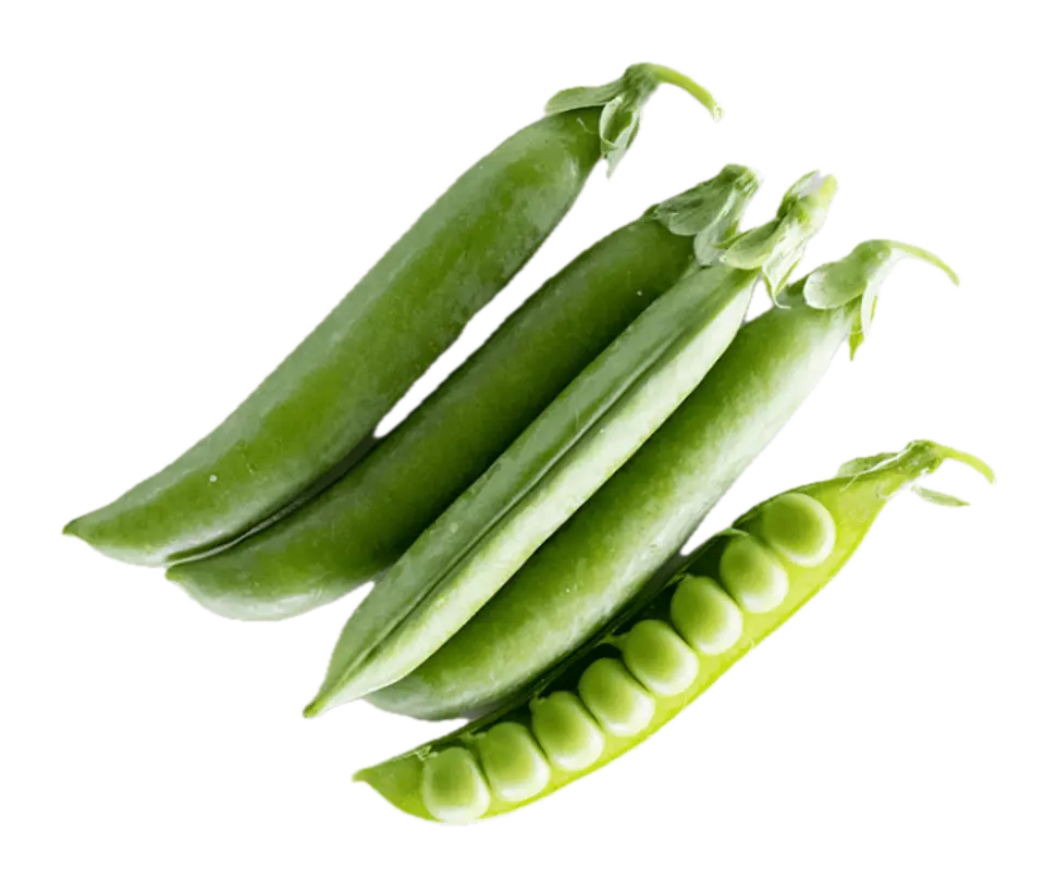 English pea | ASPS.0039