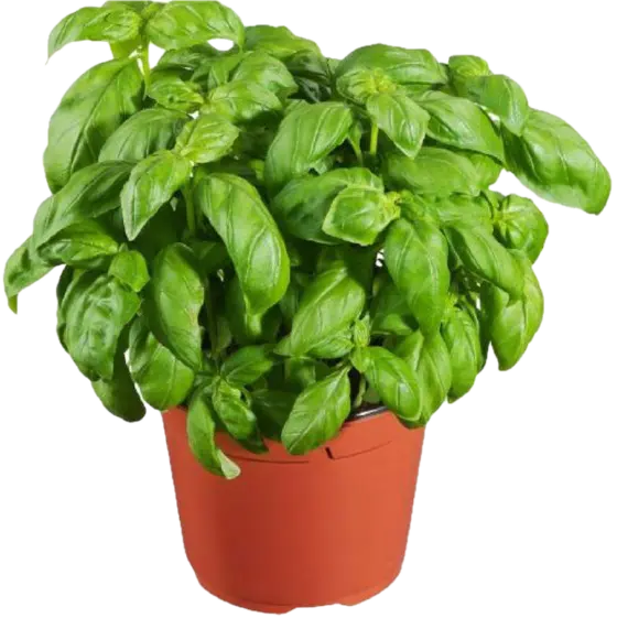 Basil - ASOB.0126