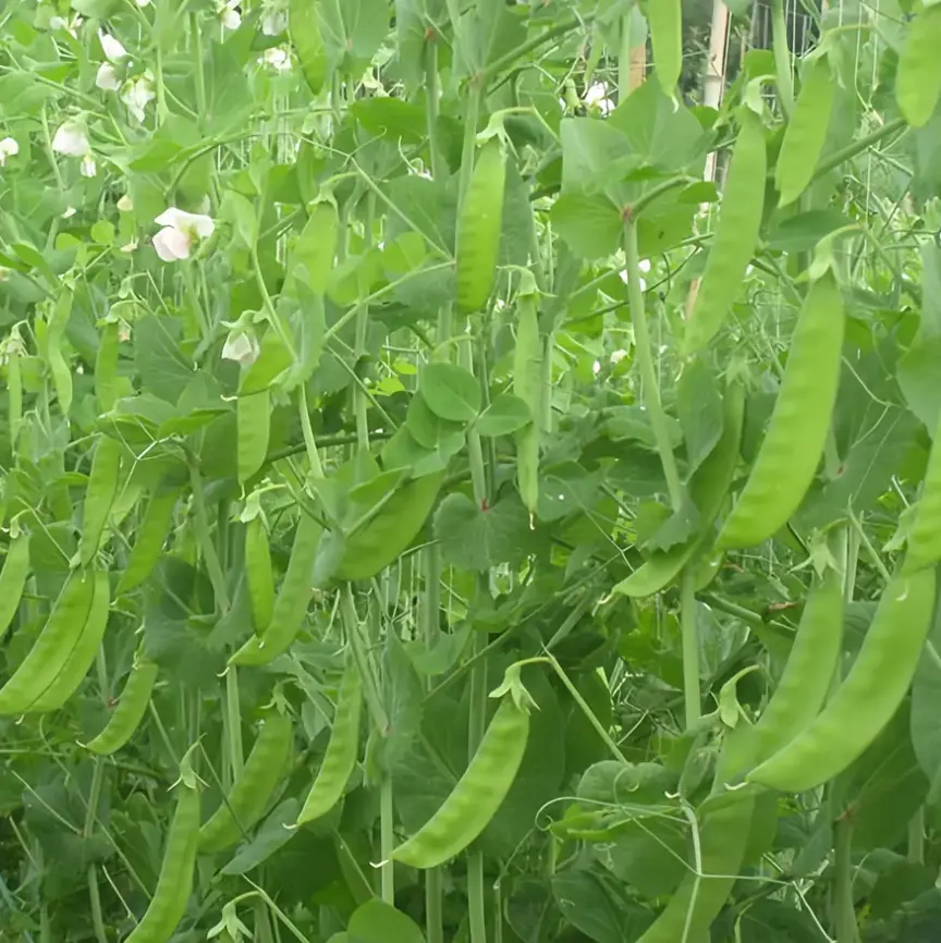 Snow pea ASPS.0145