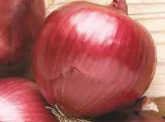 Onion OP Red Globe | ASAC.0155
