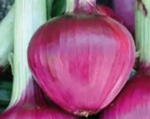 Onion ASAC.0156