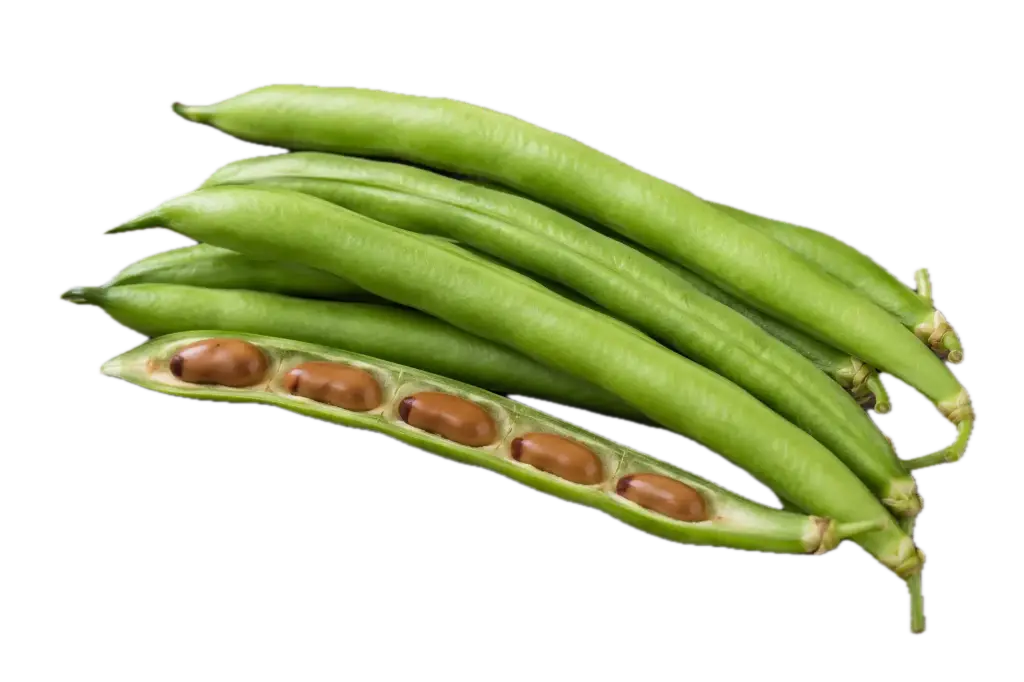 Dwarf bean ASPV.0167