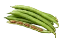 Dwarf bean ASPV.0167