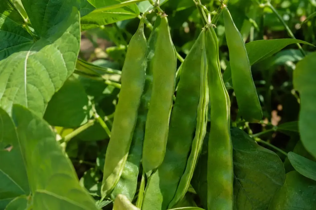 Flat Bean ROMA II 