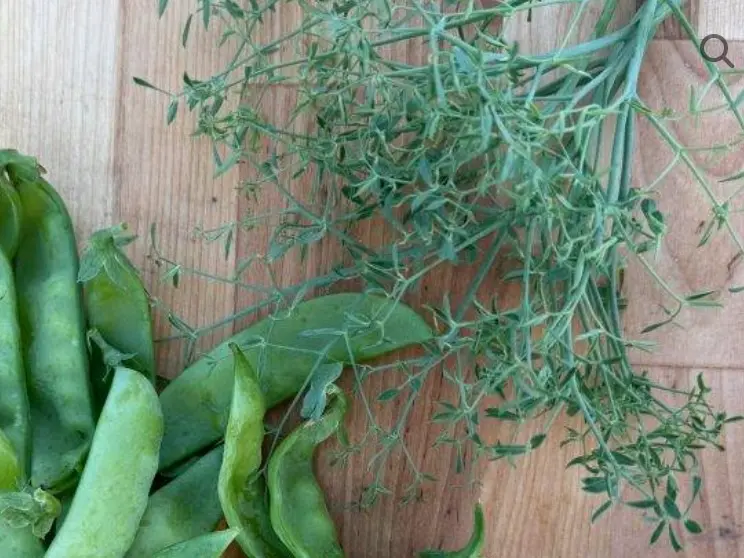 Snow Pea - ASPS.0006 (PARSIVA)