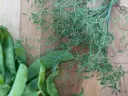 Snow Pea - ASPS.0006 (PARSIVA)