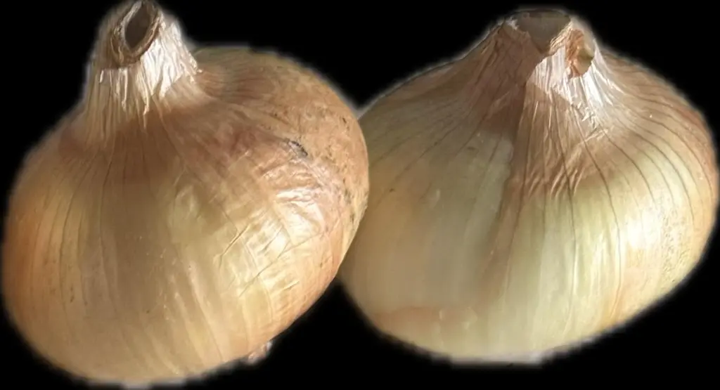 Onion F1 - ASAC.0002