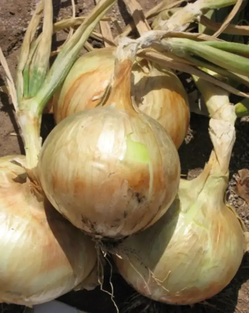 Onion F1 - ASAC.0001