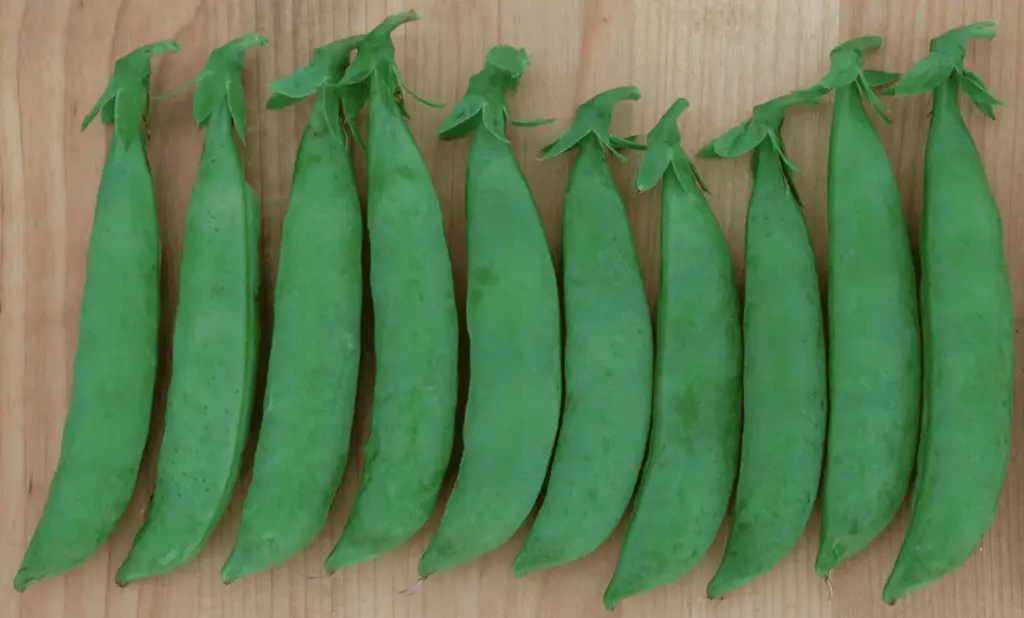 Sugar Snap - ASPS.0226