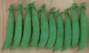 Sugar Snap - ASPS.0226