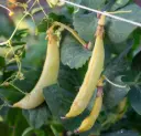 Sugar snap pea - ASPS.0227