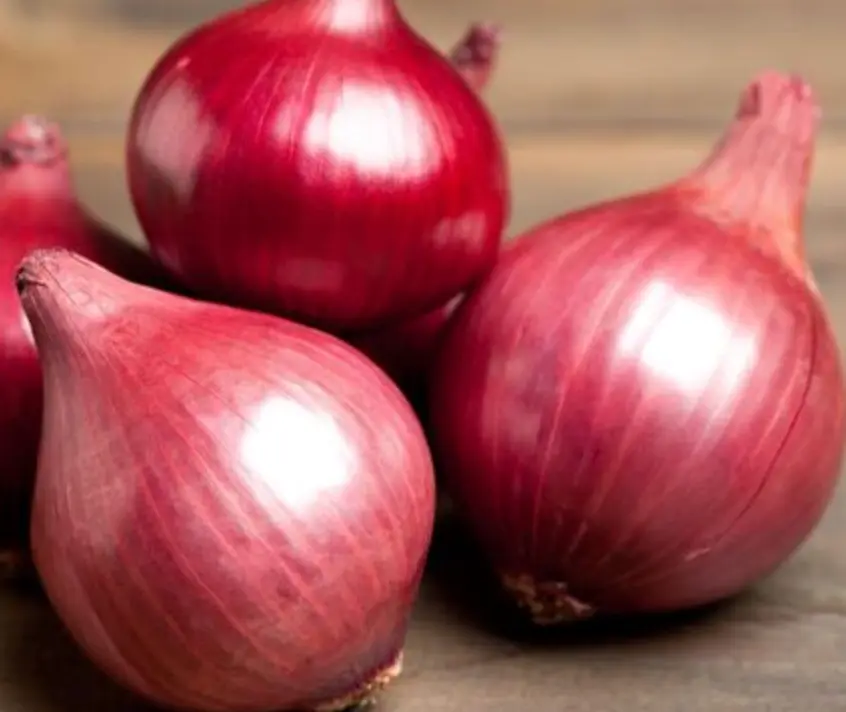 Onion Red Amposta