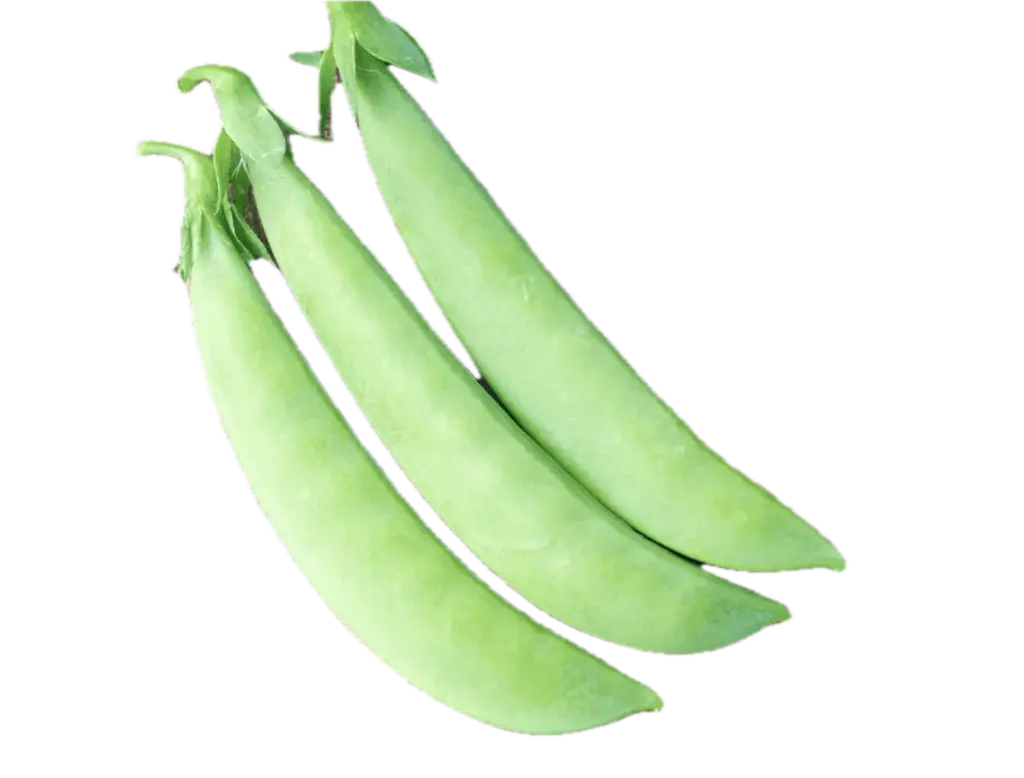 Sugar Snap pea ASPS.0064