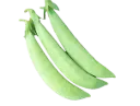 Sugar Snap pea ASPS.0064