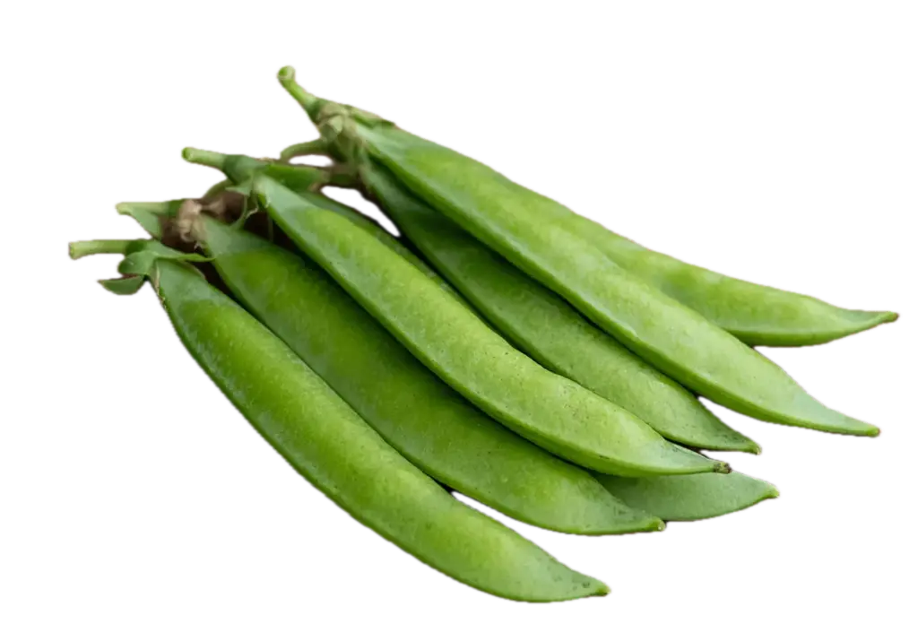 English Pea | ASPS.0030