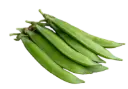 English Pea | ASPS.0030