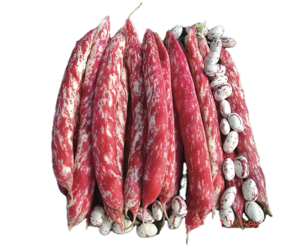Borlotto bean | ASPV.0638