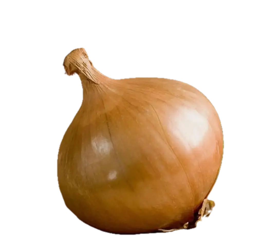 Onion OP | Texas Early Grano