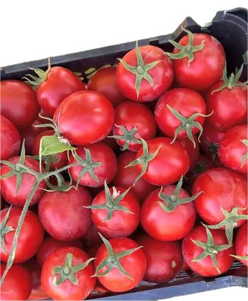 Det Tomato TENGERU