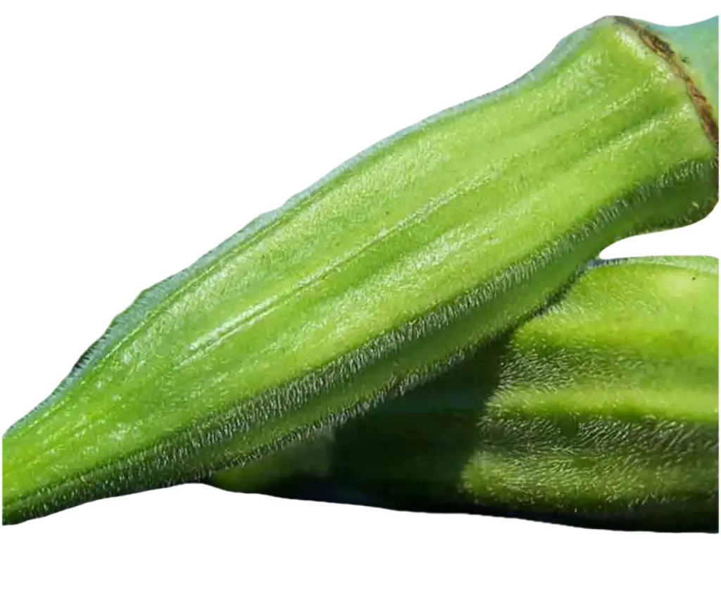 Okra CLEMSON