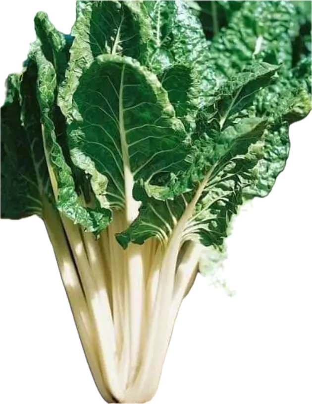 Swiss Chard FORDHOOK GIANT