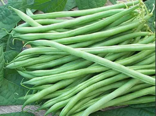 [ASPV.0169] Dwarf Bean | SUNRAY