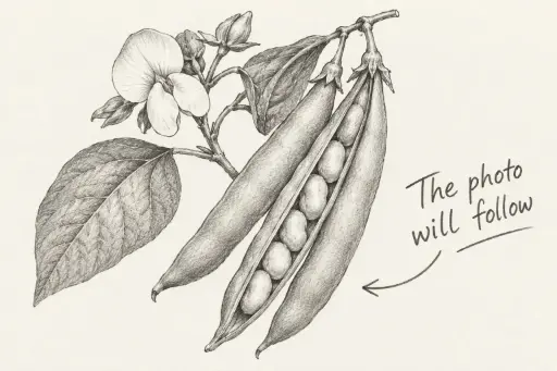 [ASPV.0074] Dwarf bean ASPV.0074