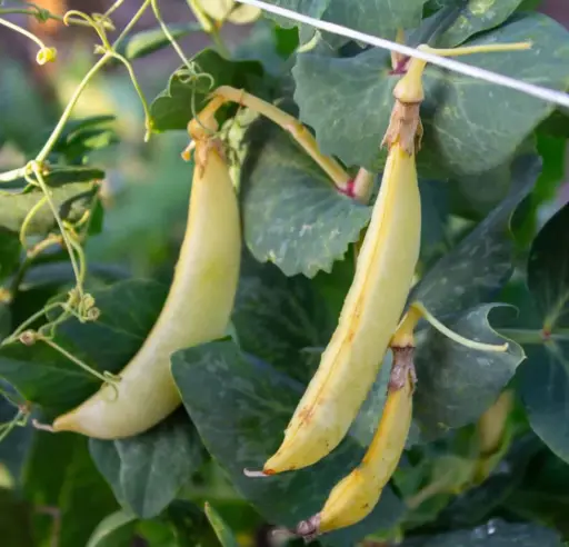 [ASPS.0227] Sugar snap pea - ASPS.0227